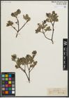 Foto von Salix myrsinites L.